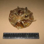 Крильчатка вод. насоса ЗІЛ-130